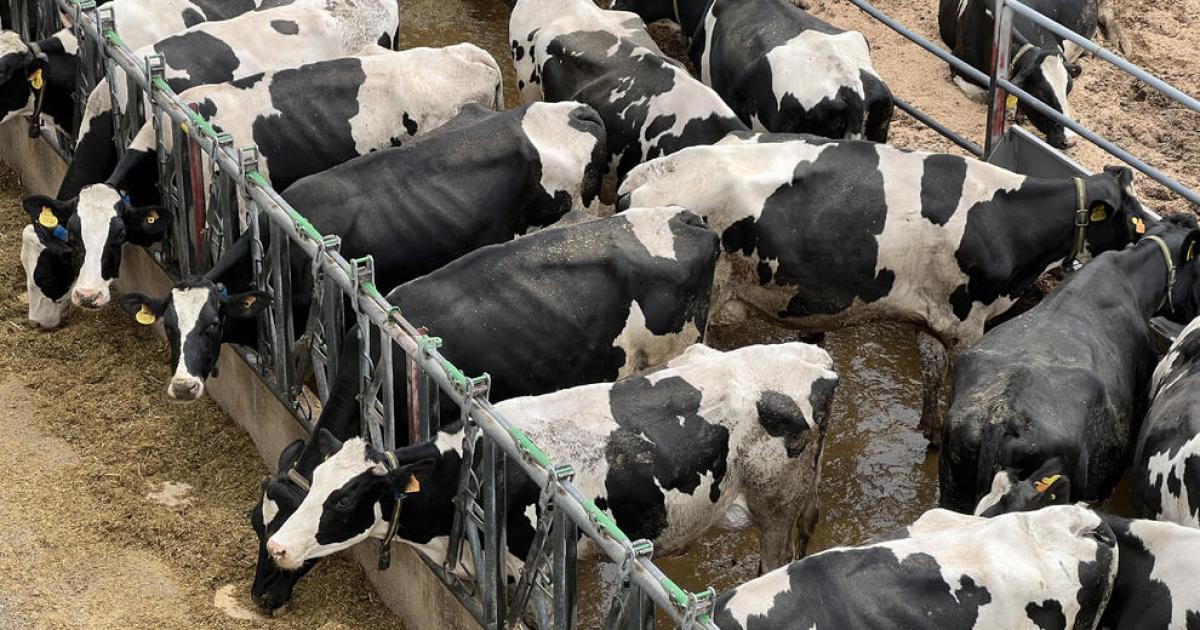 En qué se diferencian las leches de cabra, vaca y oveja - Foto 1