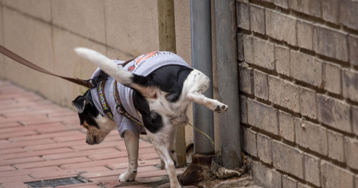 Los dueños de perros, obligados a llevar botellas y desinfectantes para  limpiar los pipís en La Línea - Diario Área